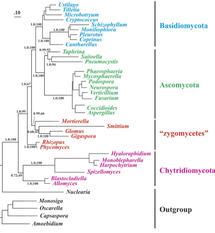 Figure 2.2. Phylogenetic positioning of Glomeromycota with mitochondrial protein data