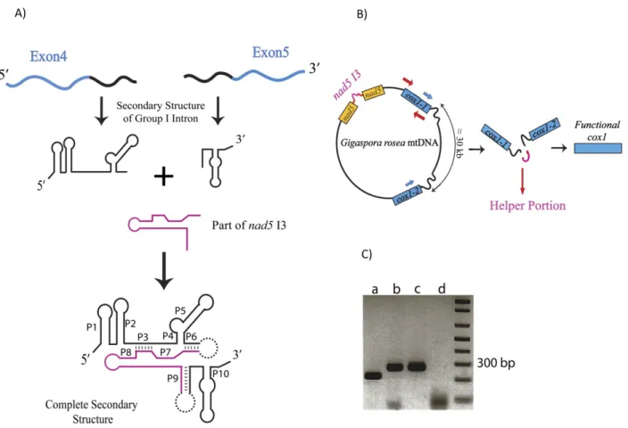 Figure  2.3.  Model  of  group  I  intron–mediated  trans-splicing  in  G. rosea  and  demonstration  of  mRNA trans-splicing by RT-PCR