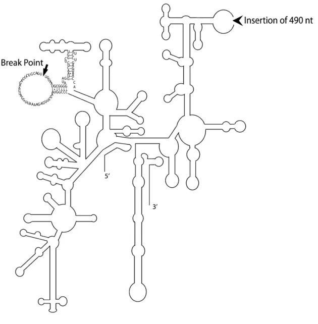 Figure 2.4. Secondary structure model of the fragmented G. rosea small subunit rRNA.  