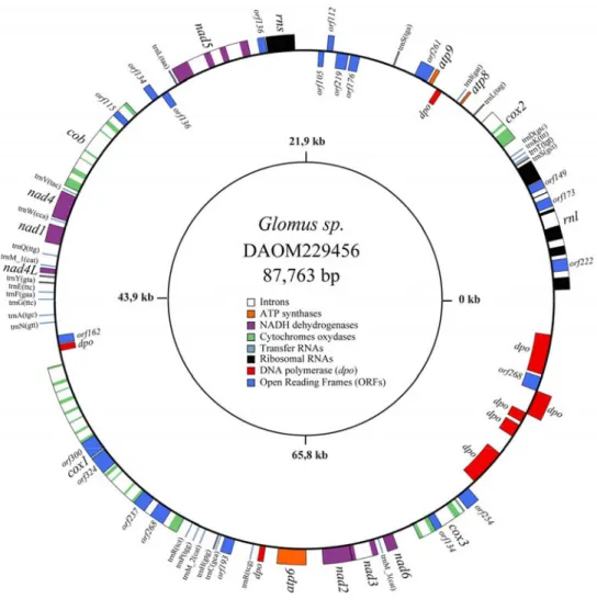 Figure 3.1. The Glomus sp. 229456 mitochondrial genome circular-map was opened upstream of  rnl