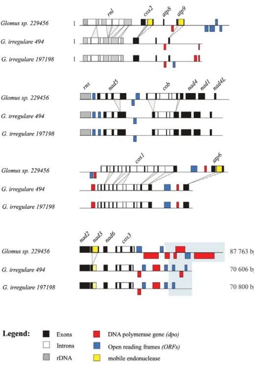 Figure  3.2.  Comparative  view  of  the  three  mitochondrial  genomes  linear  map  where  the  exons  (black),  introns  (white),  rDNA  (gray),  dpo  plasmid  insertions  (red),  ORFs  (blue)  and  mobile  endonuclease (yellow) are represented
