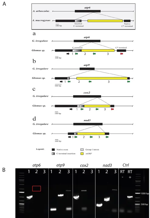 Figure 3.4. Comparison of gene hybrids found in atp6, atp9, cox2 and nad3. 