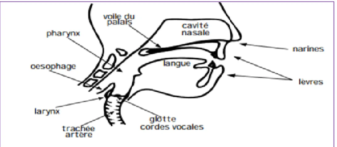 Figure 1-2 L'ensemble des organes responsables de   la production du signal vocal  