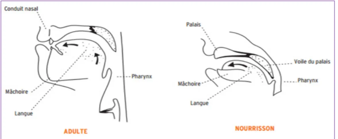 Figure 1-4 Le conduit vocal d’un nourrisson comparé à celui d’un adulte  Tirée de MARC (2009, p.21) 
