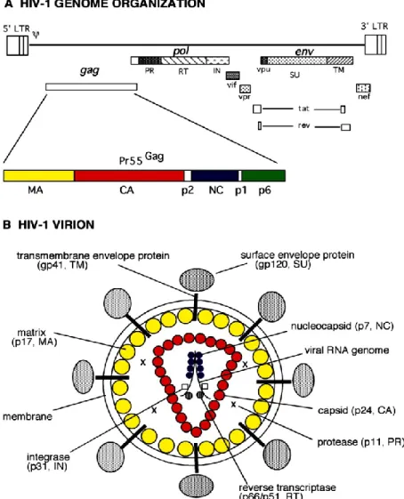 Figure 2 : Représentation schématique de l'organisation génomique et protéique du  VIH-1