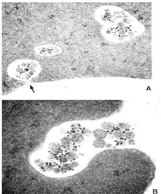 Figure  5:  Image  en  microscopie  électronique  à  transmission  de  la  libération  d’exosomes par le réticulocyte de mouton