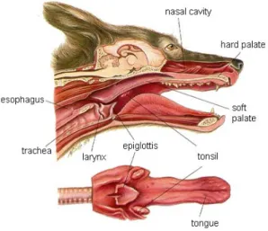 Figure 1. Schema of the upper respiratory tract of dogs (Printed from  http://www.vetmed.wsu.edu/cliented/anatomy/dog_resp.aspx) 