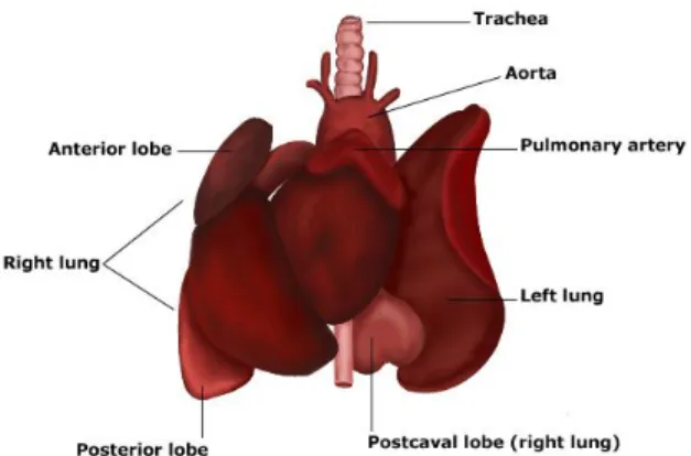 Figure 2.  Rat lungs anatomy (Printed from www.tutorvista.com) 