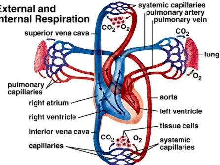 Figure 4. Pulmonary blood circulation (Printed from www.mhhe.com)  