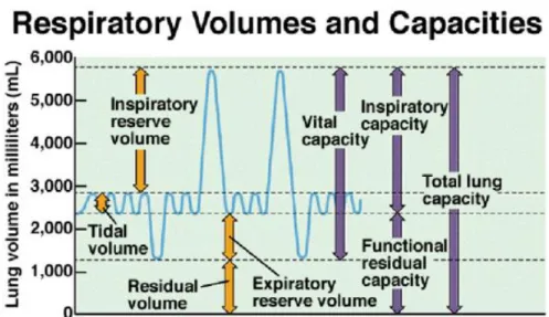 Figure 6. Respiratory volumes and capacities. Printed from  (http://images.google.ca/imgres?imgurl=http://faculty.stcc.edu)  