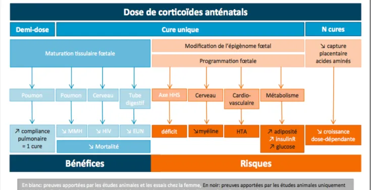 Figure 5. Corticothérapie anténatale : effet de la dose. 