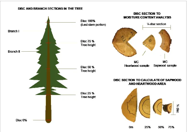 Figure 2 - Tree sampling methodology for water potential, relative water content, moisture content  and sapwood/heartwood ratio 
