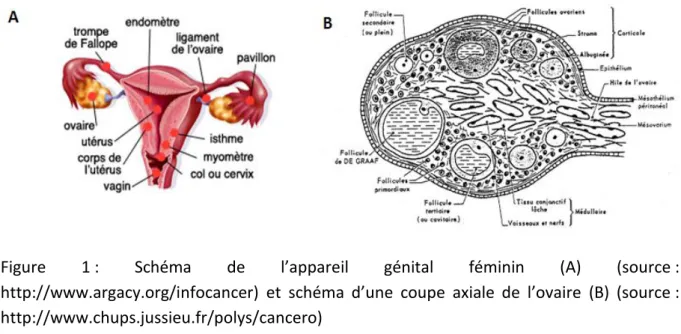 Figure  1 :  Schéma  de  l’appareil  génital  féminin  (A)  (source :  http://www.argacy.org/infocancer)  et  schéma  d’une  coupe  axiale  de  l’ovaire  (B)  (source :  http://www.chups.jussieu.fr/polys/cancero) 