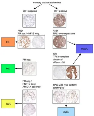 Figure  2 :  Algorithme  diagnostique  utilisant  les  données  de  l’immuno-histochimie  selon  Köbel et al