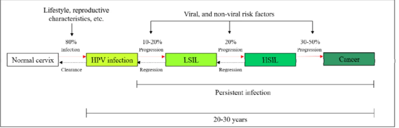Figure  3:  Natural  history  of  HR-HPV  infections  and  the  likelihood  of  progression  according to disease severity