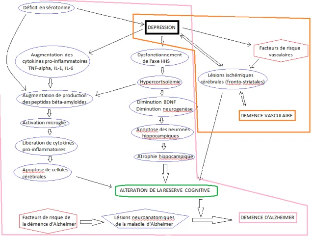 Figure 1 : Hypothèses étiopathogéniques du lien entre dépression à début précoce et démence 