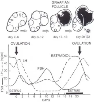 Figure 1. Hormone Patterns during estrus in mares (42).