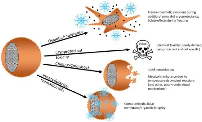 Figure 3. Schematic representation of the potential mechanisms of damage that can  occur during cryopreservation (103)