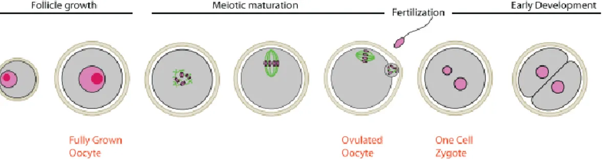Figure  5.  Schematic  representation  of  the  major  steps  in  the  progression  of  nuclear  maturation in mammalian oocytes (134)