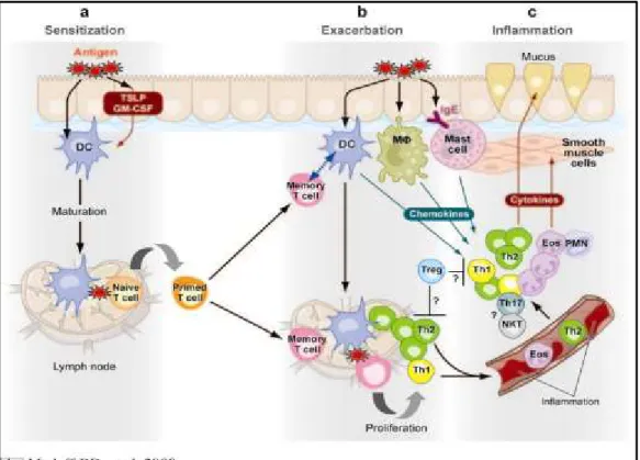 Figure 2. La pathogenèse de l’asthme. 