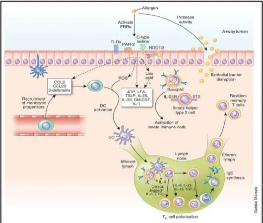 Figure 3. L’épithélium bronchique est central dans l’asthme. 