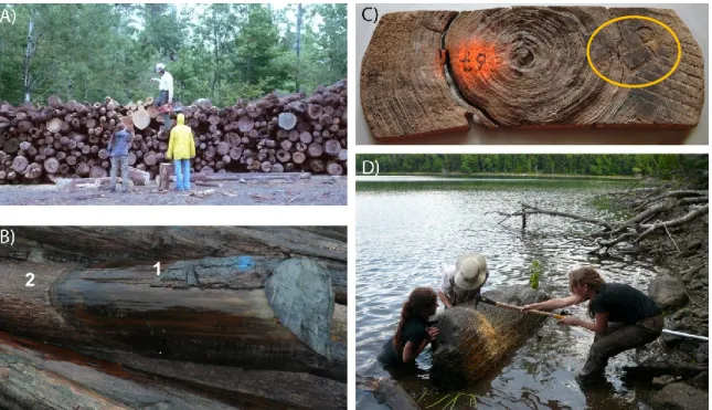 Figure 2.2. A) Empilement de billes de bois de flottage extraites du lac Isaïe (août  2007)