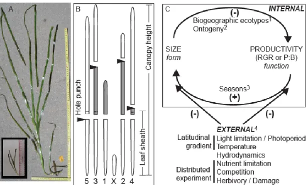 Figure 1. Eelgrass (Zostera marina) (A) ecotypes, (B) schematic representation of form and 612 