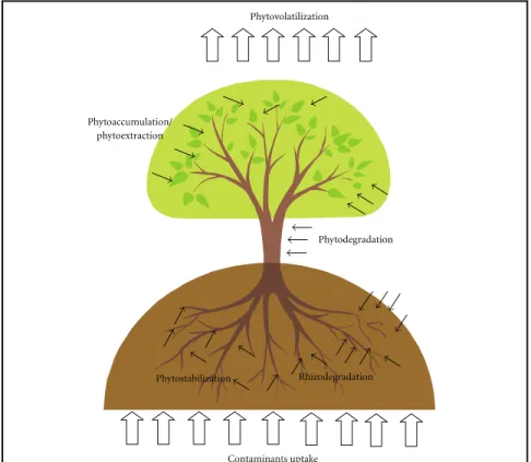 Figure 1.3 Mechanisms involved in the phytoremediation   technologies 