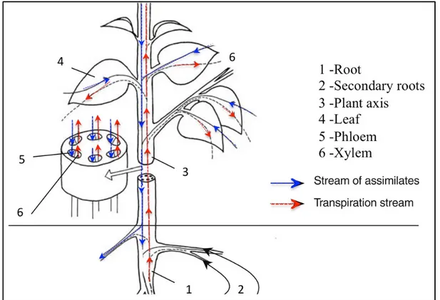 Figure 1.6 Scheme of the vascular system of plants  Adapted from Kavesitadze et al. (2006, p