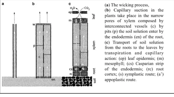 Figure 1.7 Flow in the xylem  From Sperry (2011, p. 305) 