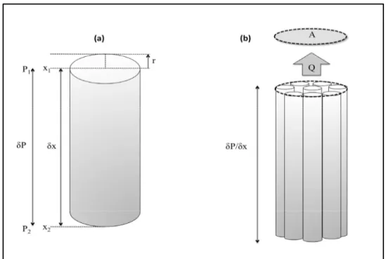Figure 1.8 (a) Capillary tube and (b) arrangement of capillary tubes   in the xylem considered as a porous media