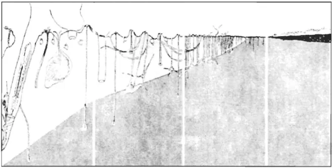 Figure  1.  Schéma  de  la  succession  faunique  et  de  la  structure  du  sédiment  le  long  d' un  gradient d' enrichissement en matière organique (tiré de Pearson and Rosenberg , 1978)