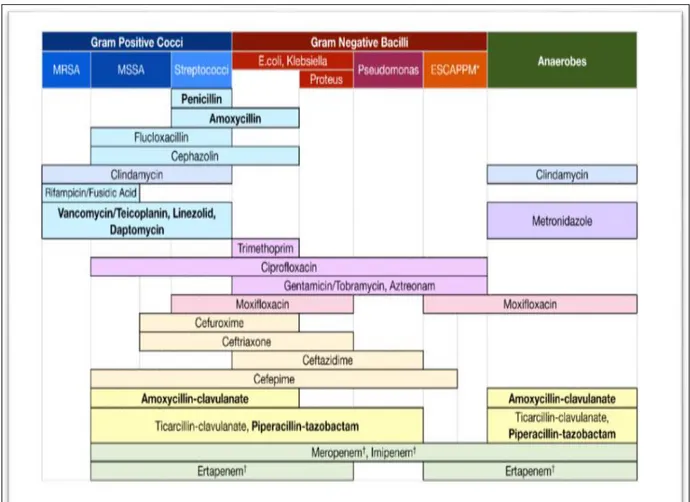 Tableau 9 : Classification non exhaustive des antibiotiques en fonction de leur activité  antimicrobienne