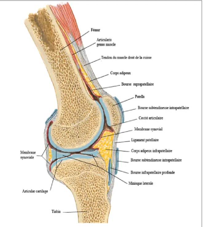 Figure 1.1   Coupe sagittale de l’articulation genou. 