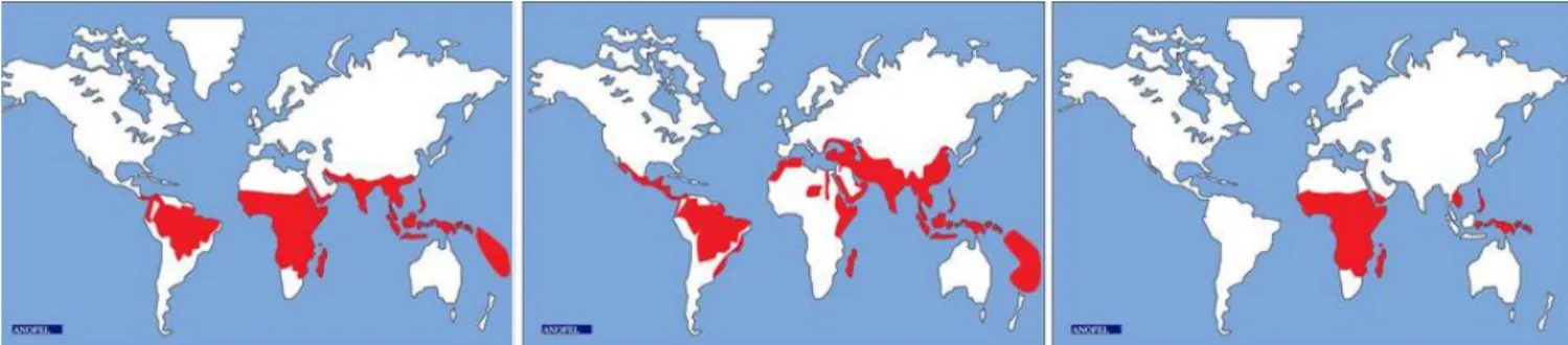 Figure 3 : Principaux foyers de paludisme : de gauche à droite: à P. falciparum, à P. Vivax, et  à P