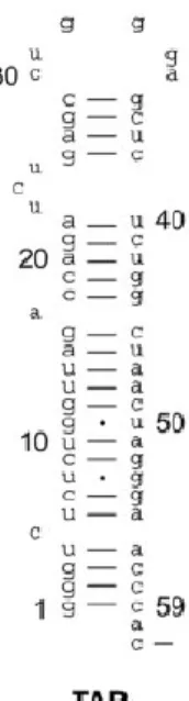 Figure  6.  Séquence  et  conformation  de  l’ARN  TAR  du  VIH-1.  Le  court  transcrit  de  TAR,  position  +1  à  +59,  se  replie  sur  lui-même  pour  former  une  structure  en  tige-boucle  qui  est  sujette  au  clivage  de  la  ribonucléase  III  