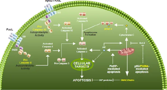 Figure  7.  Schéma  de  la  voie  de  l’apoptose  dans  les  cellules  humaines.  Les  ARN  messager  (ARNm)  potentiellement  régulés  par  les  miARN  miR-TAR-5p  et  miR-TAR-3p  sont  affichés  en  jaune
