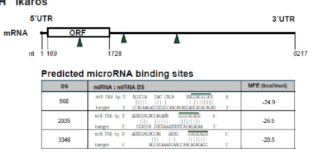 Figure  8.  Sites  de  liaison  potentiels  pour  les  miARN  miR-TAR-5p  et  miR-TAR-3p  dans  les  ARNm  potentiellement  régulés,  en  relation  avec  l’analyse  protéomique  iTRAQ