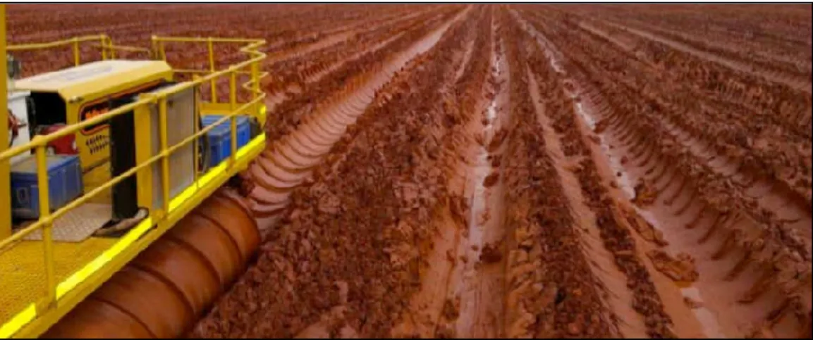 Figure 3.  «Mud farming» sur un site de disposition de boue rouge 