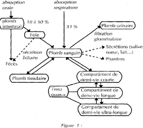 Figure 1: métabolisme du plomb inorganique  