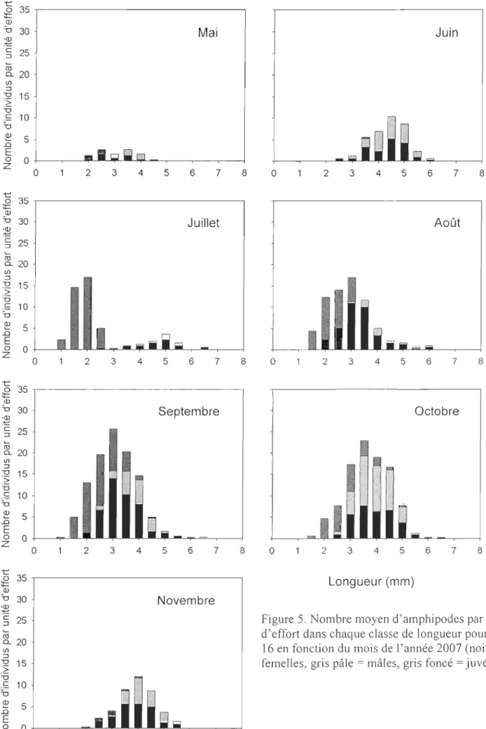 Figure 5. Nombre moyen d 'amphipodes par unité  d 'effort dans chaque classe  de  longueur pour le site  16 en fonction du  mois de  l'année 2007 (noir  = 