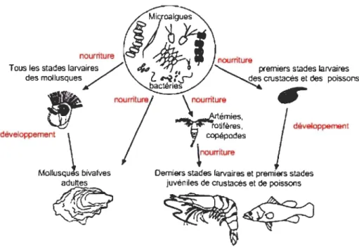 Figure  1.1  : Plac e des microalgues dans  la chaîne alimentaire aquatique (source : Jeffrey, 2001) 