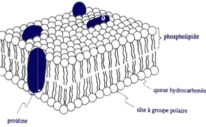 Figure 1.3 : Structure de la membrane cellulaire (Hart et Conia, 2000) 