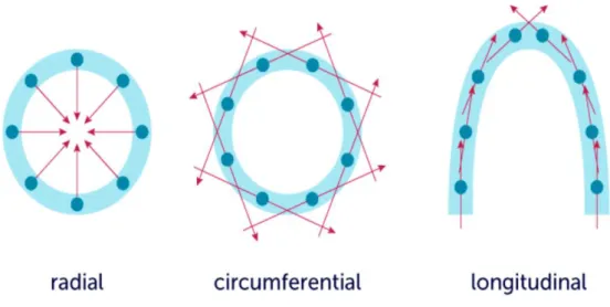 Figure 10 : différents plans d’analyse de la déformation myocardique par la technique du strain 