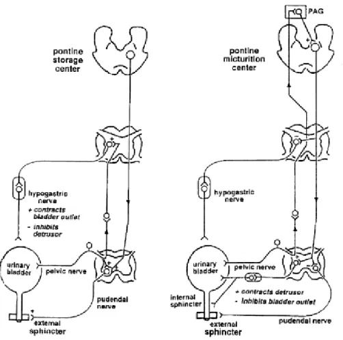 Figure 2. Schématisation des réflexes spino-bulbo-spinaux de miction et de continence