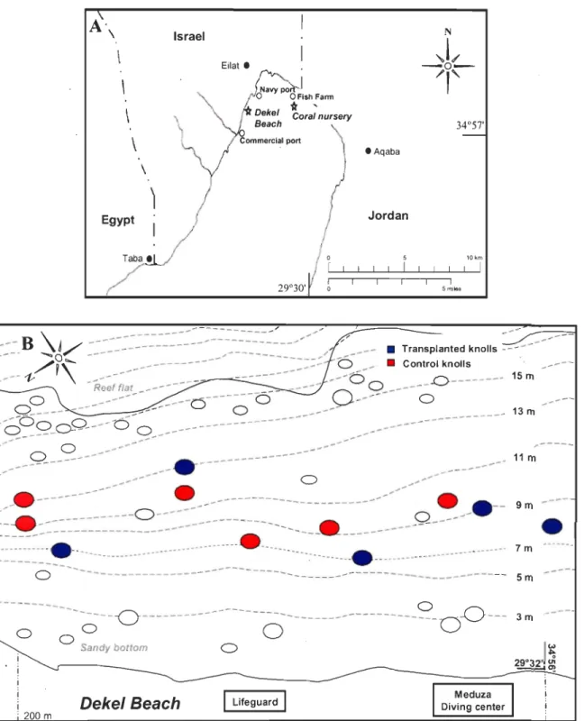 Figure 1:  Maps of the study  sites.  (A)  A map of the northern part of the Gulf of Eilat (Red  Sea), showing the coral nursery and the restoration site (Dekel Beach)
