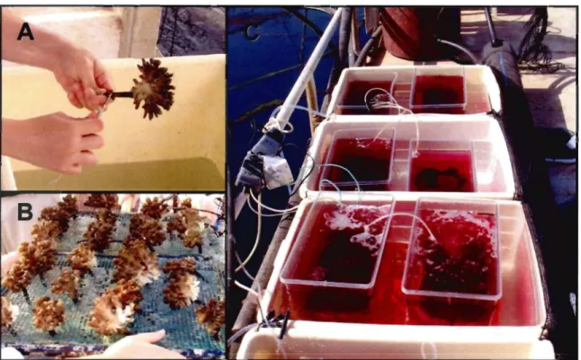 Figure 2:  Preparation of nursery-grown coral colonies.  (A)  A  plastic peg c1eaned  of settling  algae and fouling organisms with the aide of a  scratching dental tool;  (B)  Corals on trays at  the nursery ready to be transferred;  (C)  Colonies selecte