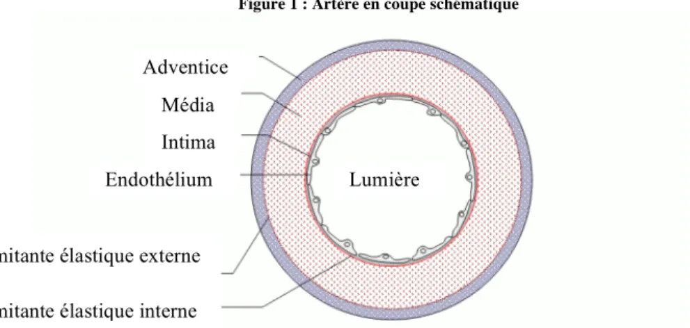 Figure 1 : Artère en coupe schématique 