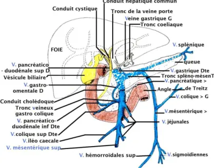 Figure 1. Vascularisation veineuse 
