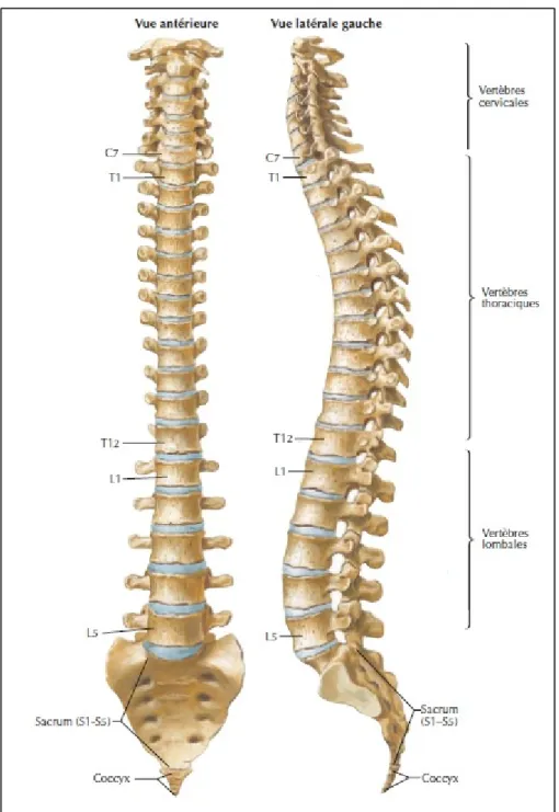 Figure 1.1 Structure osseuse de la colonne vertébrale  Adaptée de Netter (2011, planche 150) 